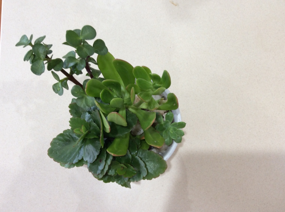 Real Organic Succulent